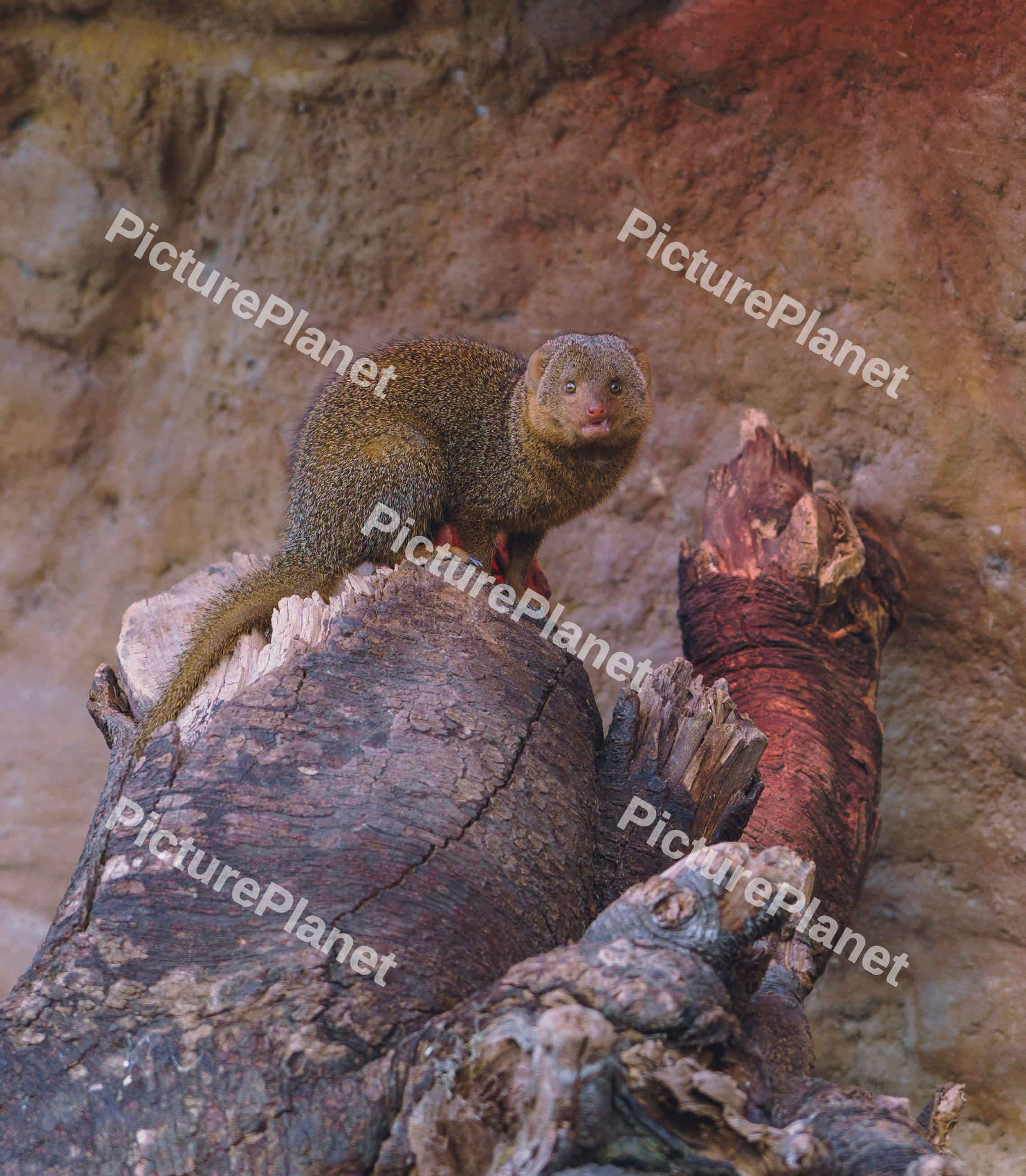 A Mongoose On A Tree Stump